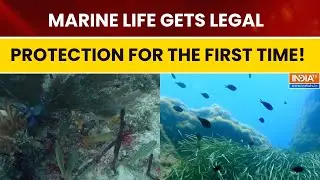 World&rsquo;s First Global Ocean Treaty Now in Effect to Protect Marine Life on High Seas
