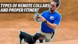 The Different Types of Remote Collars for Dogs and How to Fit Them