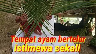 membuat tempat ayam bertelur dari daun kelapa