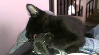 Asshole cat