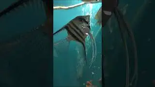 Скалярии проголодались. 4 мужика. Ищем девочек. ) #aquariumshow