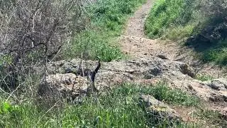 Rattlesnakes Entwine in Fight for Love at Pismo Beach Preserve in California