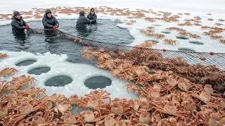 You’ve Never Seen Crab Fishing Like This - Thousands of Matsuba Crabs Caught Every Day in Japan