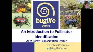 Introduction to Pollinator Identification with Buglife Conservation Officer, Alice Parfitt