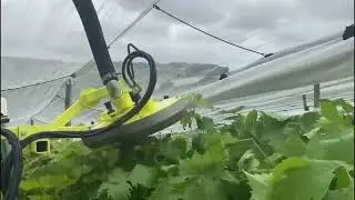 Effeuilleuse COLLARD sur raisins de table