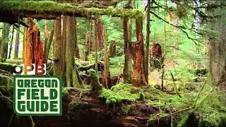 Oregon's Valley of the Giants