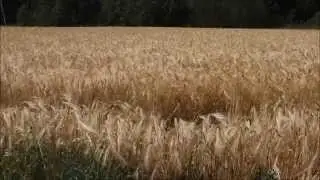 2 HOUR Happy Summer Moments  (sound with Zoom H4n) Barley field in the wind
