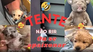 OS CACHORROS MAIS FOFOS E ENGRAÇADOS  DA INTERNET