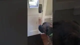 He loves to scratch the door! #mastiff #dog #shorts