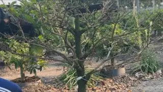 Lặt lá giống mai giảo Huỳnh Tú