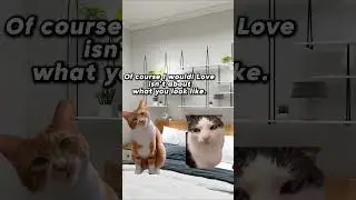 Cate meme|Are girlfriend s all over the word like this?#cat#funny#catmene#comedy