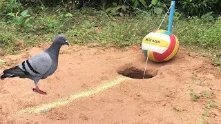 Building trap bird pigeons make from ball and PVC , easy trap bird that work 100%