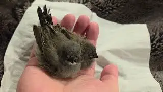 Zebra finches beeping