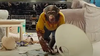 Gordy's Home - NOPE chimpanzee attack scene #NOPE #Gordyhome #chimpanzee