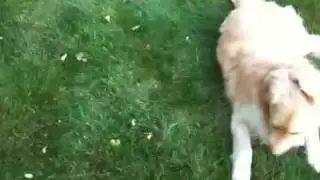 an apple a day for dogs