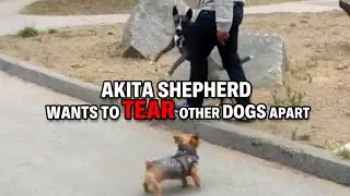 Dog Adopted From A Korean Meat Farm, Now He&rsquo;s Fighting to Trust Again | Dog Nation Throwbacks