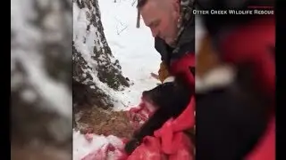 Take a look at this: Orphaned bear cub rescued from tree