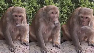 Mnkey is Sitting Comfortably in The Park and Eating Gram | Monkey Sitting And Eating in The Park