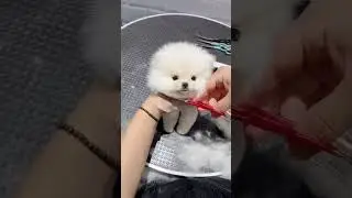 tik tok cho'phoc soc mini Pomeranian 💕 #shorts