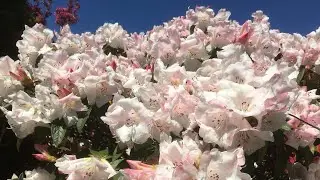 Extreme hard prune of Rhododendron to encourage new growth from base #garden #easy #pruning #bush