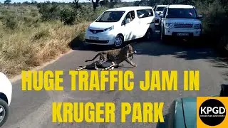 Huge Traffic Jam: Leopard Drags Impala Across Road in Kruger National Park.