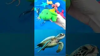 Sea Turtle 🐢 & Squid 🦑 Fun Facts about Sea Animals #nationalmarinesanctuary