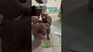 How to Micro Chip your dog in under a minute! #microchip #breeder #dog #puppy