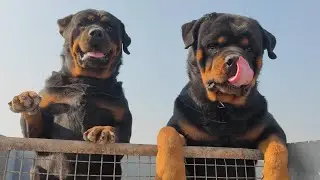 #rottweiler
