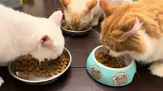 Morning Cat Crunchies