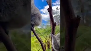 Cuteness Overloaded! Two koalas hanging on a tree #koala #koalas #animals #shorts