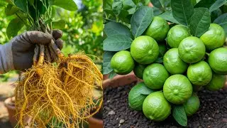 How to grow lemon plant from cutting 💯✅ working trick 