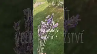 M&aacute;m hromadu levandule&hellip; Co s n&iacute;?