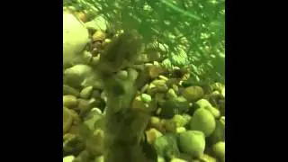 Fl&auml;ckig pansarmalsyngel