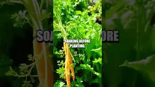 Garden Hacks & Myth Busting: Episode 13