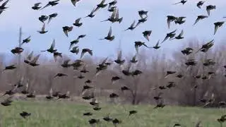 Stock Video - Starlings flying in slow motion over pasture
