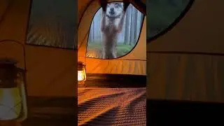 Helping a cat escape from being chased by a dog in a backyard race #cats #dogs #pets