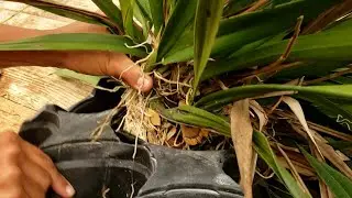 ENCYCLIA ORCHID REPOTTING WITH  MARISSA at Florida SunCoast Orchids