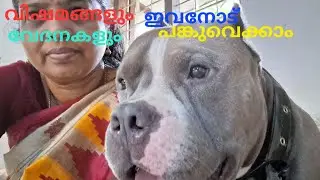 എല്ലാവിഷമങ്ങളും പങ്കുവെക്കാൻ ഇവൻ മതി #american bully viral video dog lover 