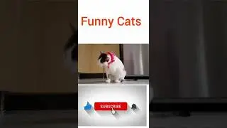 OMG Funny Cats Don't Try To Stop Laughing