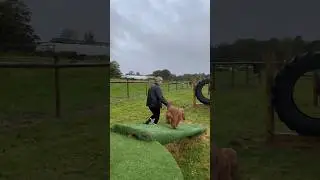 The dog &lsquo;expert&rsquo;