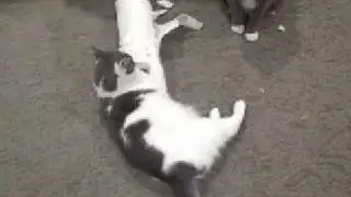 Cat - Attack! Dandy the Ferocious and the poor paper towels