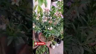 #oleander#kaner#flowers #shorts#ytshorts #trendingshorts#videos #viralvideos #thehappygardeninglife