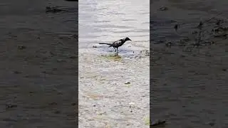 BIRDS - Common Grackle Day at the Beach.