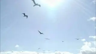 Acidic Paradox - Soar