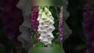 Цветы это красота и нежность подарованные нам природой.