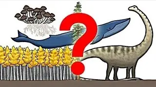 How Big Is The Largest Living Organism?