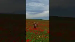 Poppy flowers in Kyrgyzstan #travel #cover #music #adventure #mountains #dronephotography #climbing
