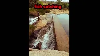 Fish catching Village fishing  Fish baitcasting fish