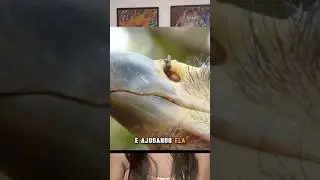 Exemplo INCR&Iacute;VEL de ajuda entre Harpia e Abelha Jata&iacute;! #harpia #abelha #biologia #ciencia #ecologia