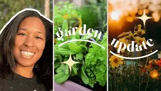 Backyard Garden Update | What&rsquo;s Growing + Future Plans for My Small Space